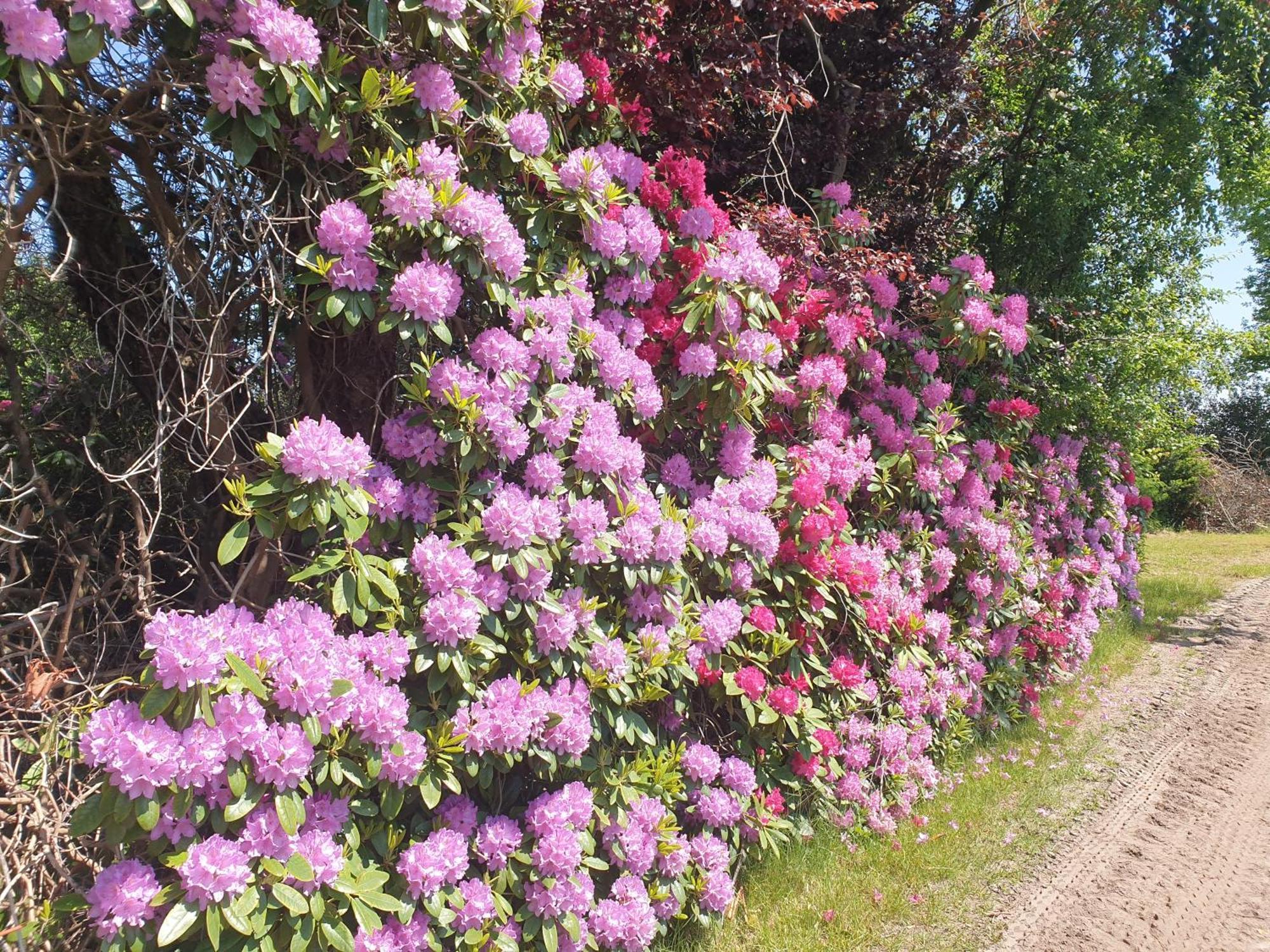 Ferienwohnung Gartenblick Westerstede Zewnętrze zdjęcie